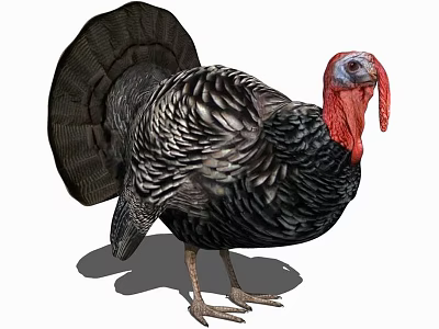 modern pheasant animal pheasant 3d model