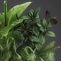 Different Types of Green Tropical Plants In Brown Planter With Lush Foliage