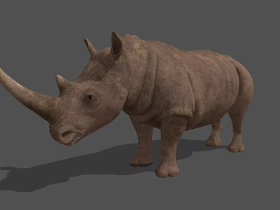 Realistic 3D Rhinoceros Model With Brown Skin Grey Background And Large Horn 3d model