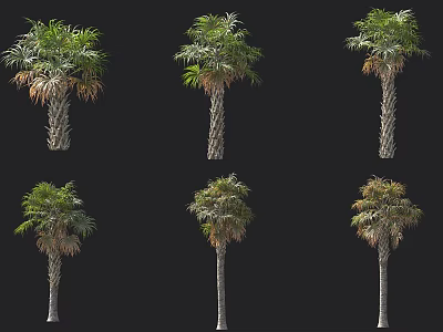 Diverse Arbor Specimens Featuring Various Palm Trees In Different Growth States On Black Background 3d model