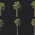 Diverse Arbor Specimens Featuring Various Palm Trees In Different Growth States On Black Background