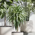 Variety of Green Bonsai Potted Plants in White Ceramic Pots on Gray Pedestals