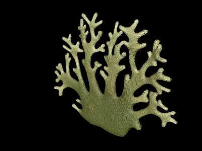Green Coral Reef Structure Providing Habitat For Marine Aquatic Animals 3d model