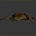 Brown Crab with Textured Shell and Multiple Claws on Dark Background