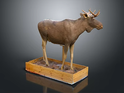 Lifelike Moose Taxidermy Mount On Wooden Display Base With Naturalistic Features 3d model