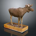 Lifelike Moose Taxidermy Mount On Wooden Display Base With Naturalistic Features