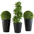 Ornamental Plant Set For Home Decor With Black Pots Spherical Spiral Green Plants