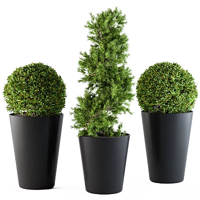 Ornamental Plant Set For Home Decor With Black Pots Spherical Spiral Green Plants 3d model