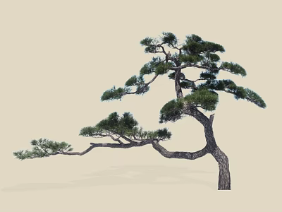 Pine Tree with Curved Branches Lush Green Needles and Elegant Shape Against Light Background 3d model