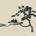 Pine Tree with Curved Branches Lush Green Needles and Elegant Shape Against Light Background