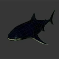 Realistic Shark 3D Model with Deep Blue Body and White Underbelly on Dark Background