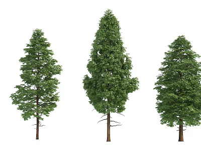 Three Different Arbor Trees With Lush Green Foliage And Straight Trunks 3d model