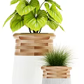 Variety of Bonsai Potted Plants With Different Leaf Shapes And Decorative Wooden Cement Fabric Planters