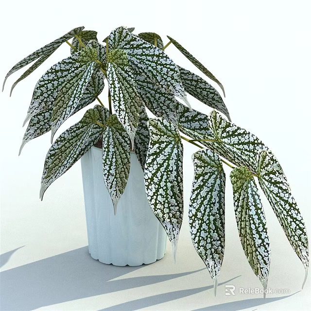 Bonsai Potted Plant With Variegated Green And White Leaves In Light Blue Ceramic Pot 3d model 