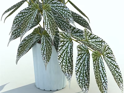 Bonsai Potted Plant With Variegated Green And White Leaves In Light Blue Ceramic Pot 3d model