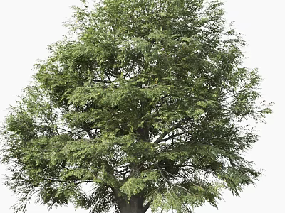 Lush Arbor With Green Foliage And Strong Trunk In Natural Setting 3d model