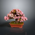 Beautiful Bonsai Plant With Pink Flowers In Brown Square Pot And Green Moss