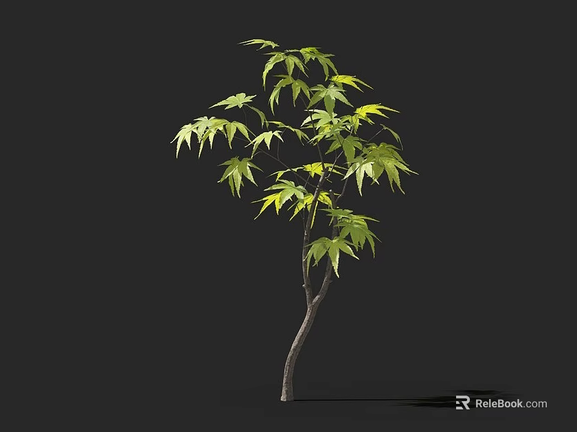 Bonsai Tree with Green Leaves and Slender Trunk on Black Background 3d model
