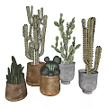 Different Types of Potted Cactus Plants Including Tall Columnar Round Globular and Flat Pad Varieties