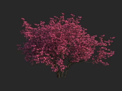 Lush Pink Flowering Shrub With Abundant Vibrant Blossoms Against Dark Backdrop 3d model