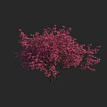 Lush Pink Flowering Shrub With Abundant Vibrant Blossoms Against Dark Backdrop