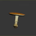 Vibrant Orange Mushroom with White Spots on Cap and White Stem Having Soil at Base