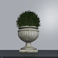 Potted Bonsai Plant with White Striped Planter and Round Green Foliage on Dark Countertop