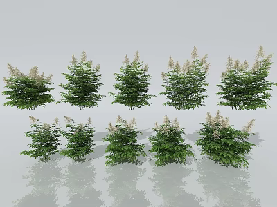 Green Plants With White Flower Spikes In Different Sizes Arranged In Rows With Reflections 3d model