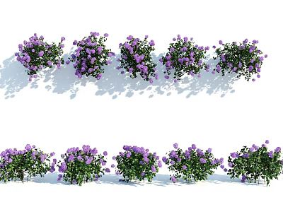 Purple Flower Bushes Arranged in Rows with Green Foliage and Shadows 3d model