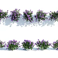 Purple Flower Bushes Arranged in Rows with Green Foliage and Shadows