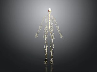 Anatomical Human Organ And Hair Structure Detailed 3D Medical Model 3d model