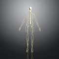 Anatomical Human Organ And Hair Structure Detailed 3D Medical Model