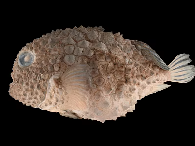 Spiky Brown Pufferfish Aquatic Animal With Large Eyes And Detailed Body Texture 3d model