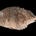 Spiky Brown Pufferfish Aquatic Animal With Large Eyes And Detailed Body Texture