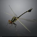 Flying Dragonfly With Red Eyes Black And Yellow Stripes And Transparent Wings