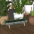 Stylish Indoor Bonsai Potted Plants Display With Shelves And Various Greenery