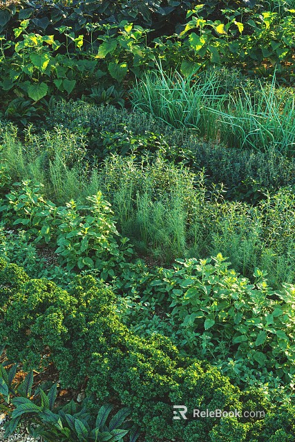 Lush Garden Landscape With Various Herbs And Layered Green Plant Design 3d model 