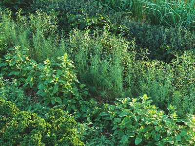 Modern vegetable field with green onion 3d model