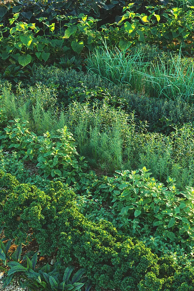 Lush Garden Landscape With Various Herbs And Layered Green Plant Design 3d model