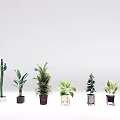 Indoor Decorative Bonsai Potted Plants Various Types With Unique Planters