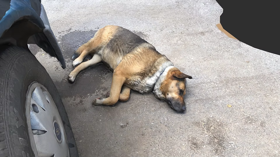 Brown And Black Dog Lying On Asphalt Road Near Vehicle Tire 3d model 