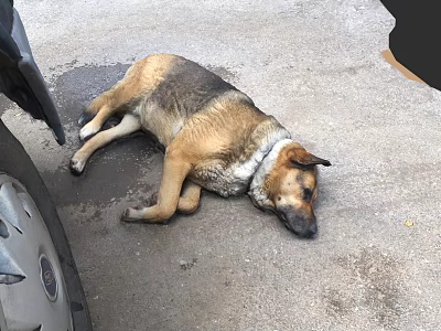 Brown And Black Dog Lying On Asphalt Road Near Vehicle Tire 3d model