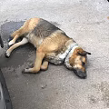 Brown And Black Dog Lying On Asphalt Road Near Vehicle Tire