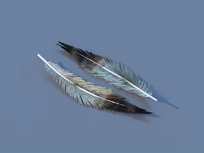 Natural Decorative Feathers With Brown Blue And White Colors For Home Decoration 3d model