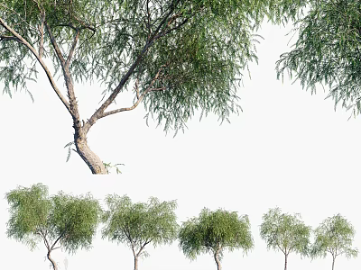 Arbor Trees With Curved Trunk And Lush Foliage Single And Row 3d model