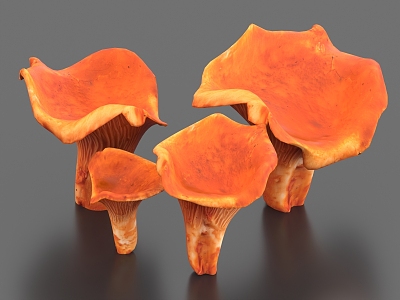 Lobster Mushroom Ganoderma lucidum Vegetables 3d model