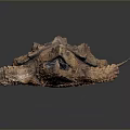 Reptile Alligator Snapping Turtle With Rough Shell Open Mouth And Textured Skin