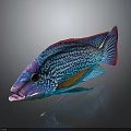 Vibrant Tropical Fish With Detailed Blue Red Orange Scales And Shiny Reflection On Dark Background