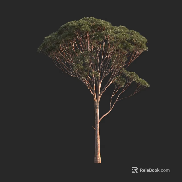 Tall Arbor with Slender Trunk and Dense Green Foliage in Black Background 3d model 