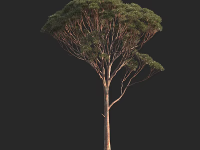Tall Arbor with Slender Trunk and Dense Green Foliage in Black Background 3d model